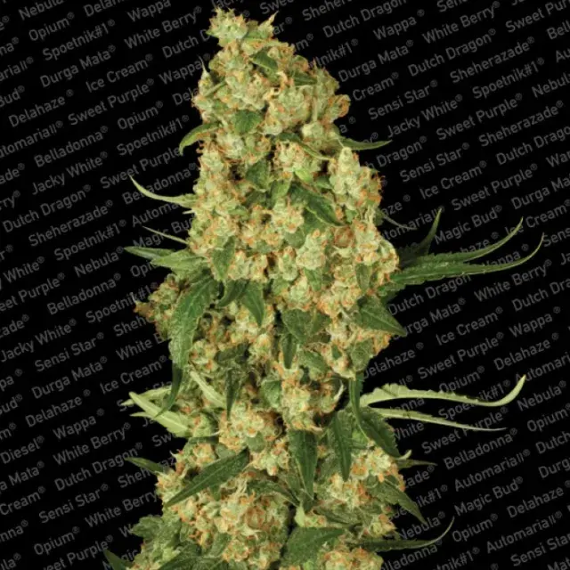 Wappa Feminised Cannabis Seeds | Paradise Seeds