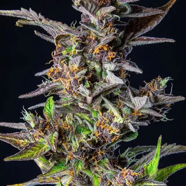 Watermelon  Auto Feminised Cannabis Seeds - Power Strains