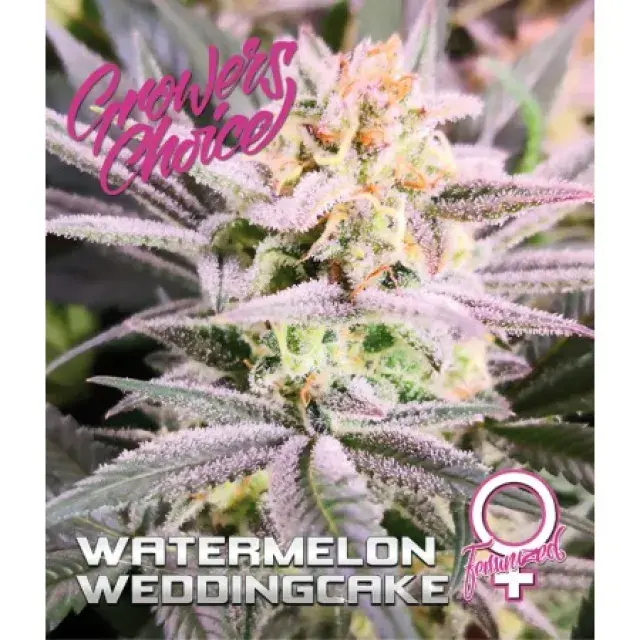 Watermelon Wedding Cake Feminised Cannabis Seeds - Growers Choice