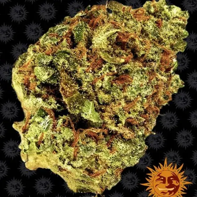 Watermelon Zkittlez Auto Feminised Cannabis Seeds | Barney's Farm 