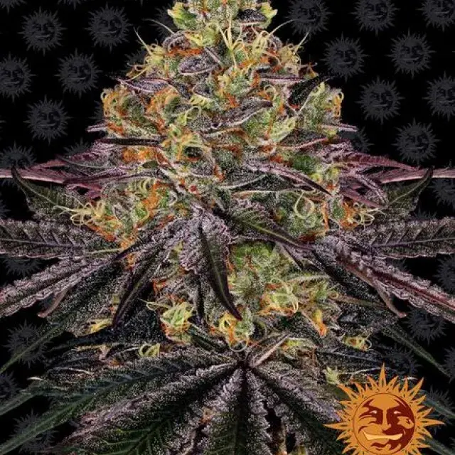 Watermelon Zkittlez Feminised Cannabis Seeds | Barney's Farm 