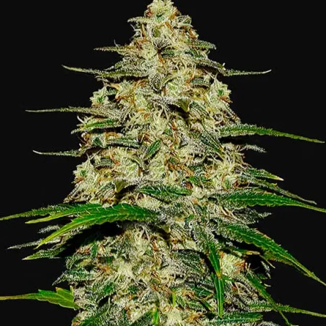 Wedding Cheesecake Auto Feminised Cannabis Seeds | Fast Buds
