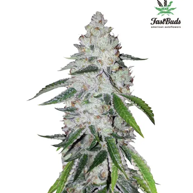 West Coast OG Auto Feminised Cannabis Seeds | Fast Buds