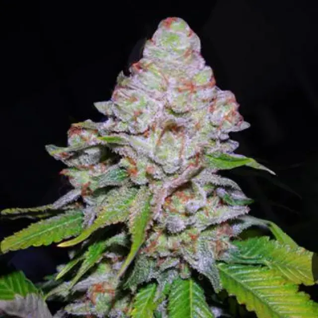 White Berry Feminised Cannabis Seeds
