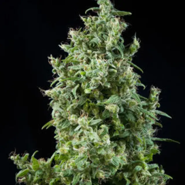 White Bhutanese Feminised Cannabis Seeds | Mandala Seeds