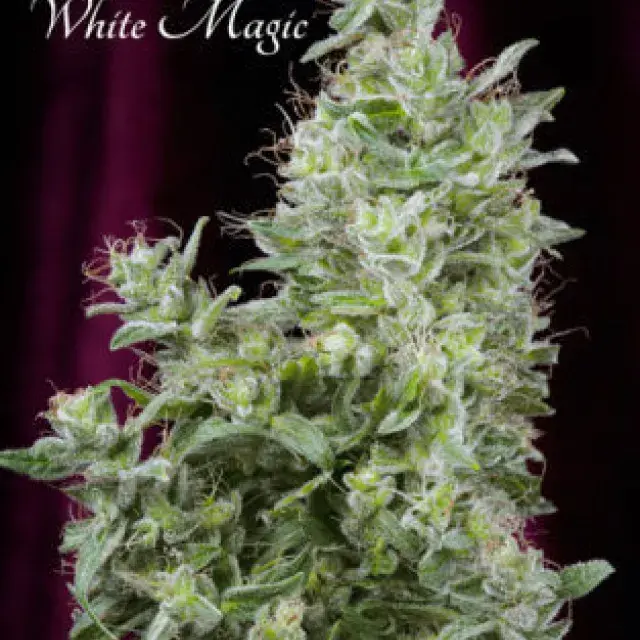White Magic Feminised Cannabis Seeds | Mandala Seeds