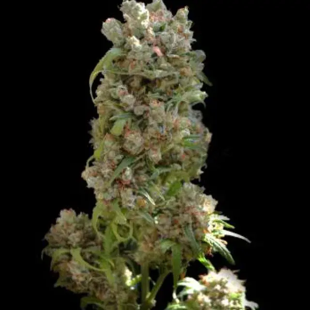 White Spanish Feminised Cannabis Seeds