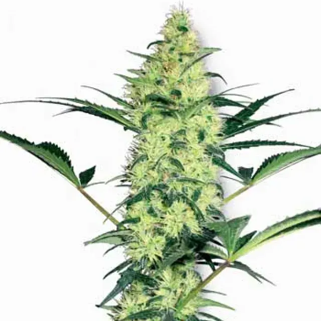 White Diesel Feminised Cannabis Seed | White Label Seed Company