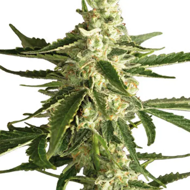 White Diesel Haze Auto Feminised Cannabis Seeds | White Label Seed Company