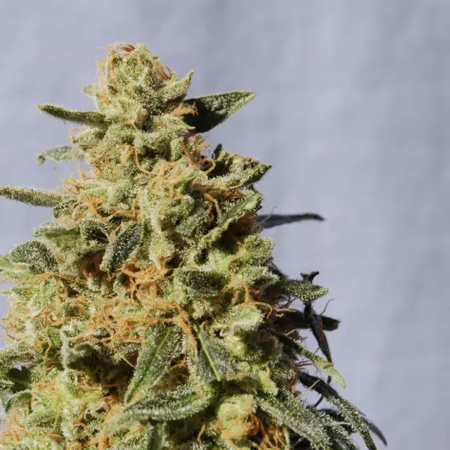 White Domina Feminised Cannabis Seeds
