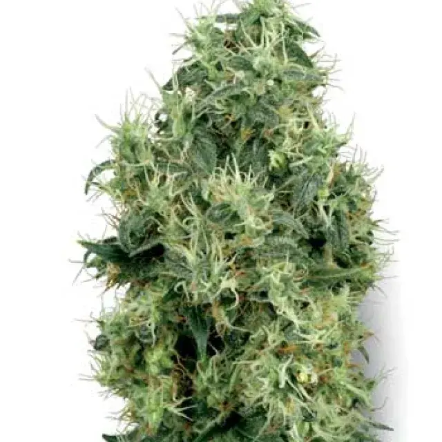 White Gold Feminised Cannabis Seeds | White Label Seed Company