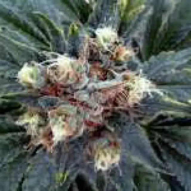 White Rhino Feminised Cannabis Seeds | Nirvana 