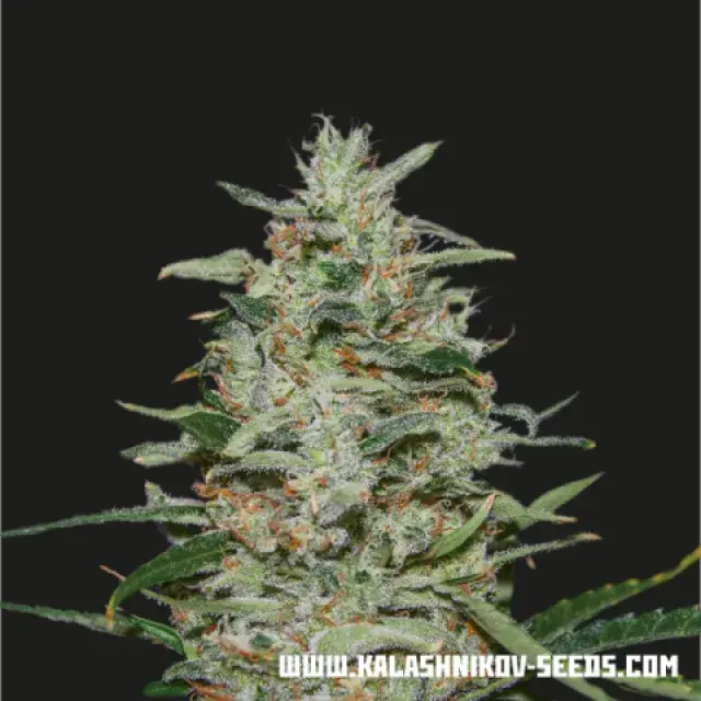 White Russian OG Feminised Cannabis Seeds | Kalashnikov Seeds