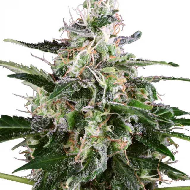 White Skunk Auto Feminised Cannabis Seeds | White Label Seed Company