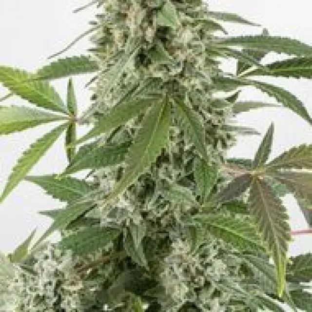 White Widow Auto Feminised Cannabis Seeds | Dinafem Seeds