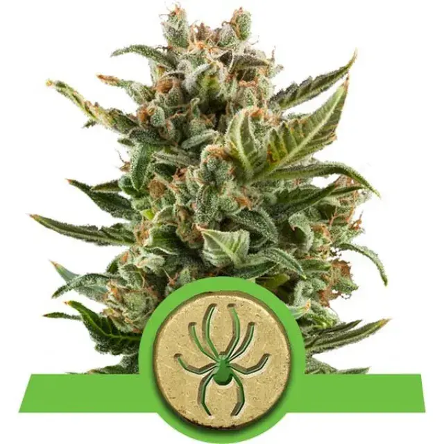 White Widow Auto Feminised Cannabis Seeds | Royal Queen Seeds