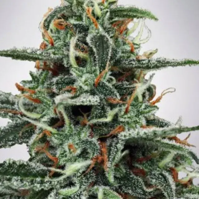 White Widow Feminised Cannabis Seeds | Ministry of Cannabis