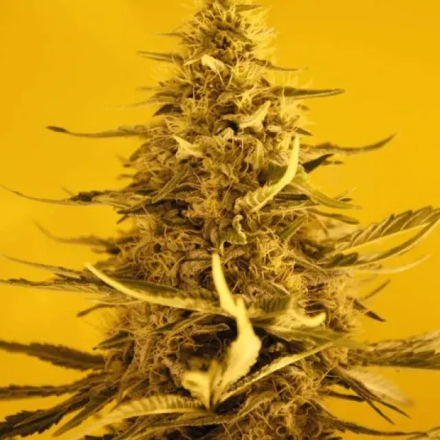 White Widow Feminised Cannabis Seeds | Nirvana 