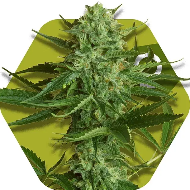 White Widow Haze Feminised Cannabis Seeds | Zambeza Seeds