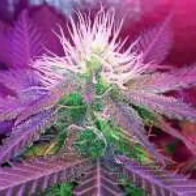 White Widow Regular Cannabis Seeds | Nirvana 