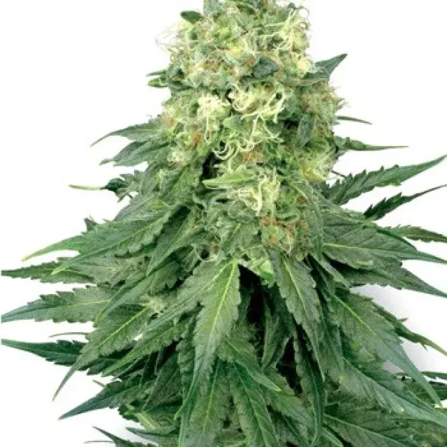 White Widow Feminised Cannabis Seeds | White Label Seed Company