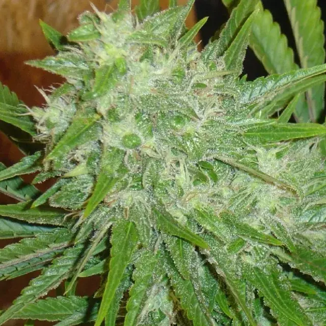 White Grapes Regular Cannabis Seeds | Hazeman Seeds