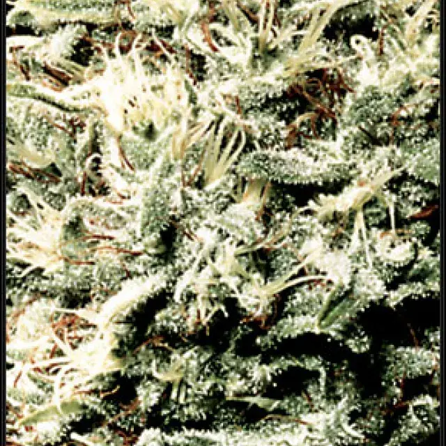 White Rhino Feminised Cannabis Seeds | Green House Seeds
