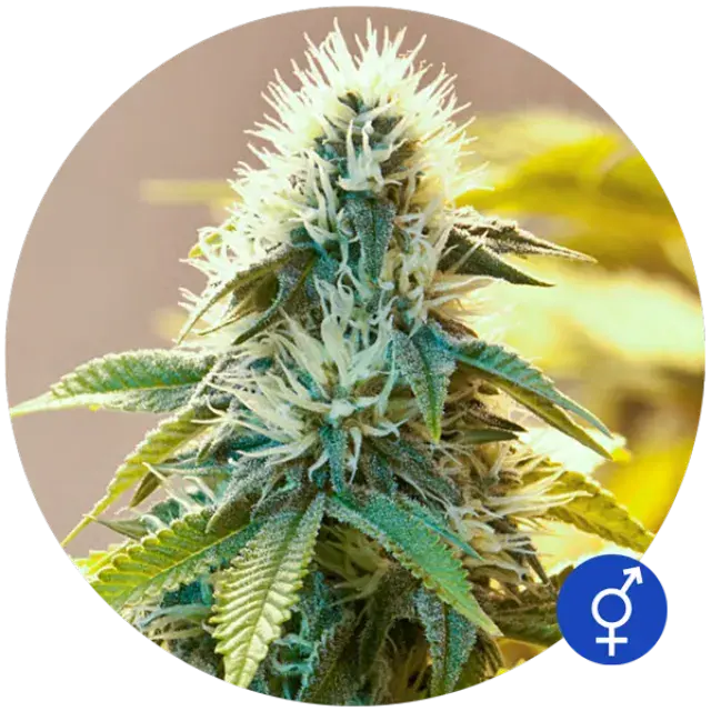 White Widow Regular Cannabis Seeds | Bulldog Seeds