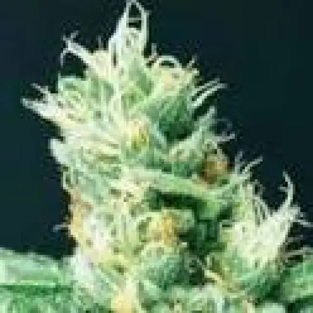  Widow 2004 Regular Cannabis Seeds