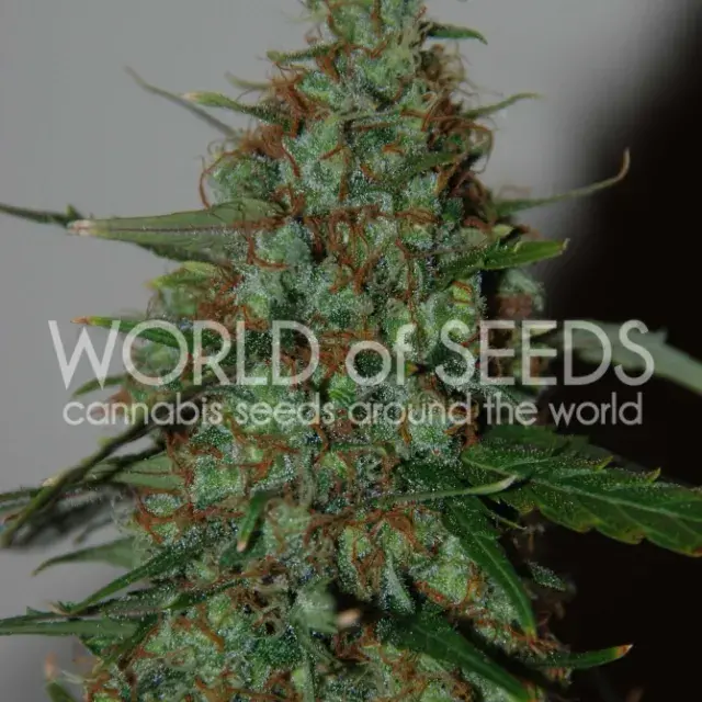 Wild Thailand Feminised Cannabis Seeds | World of Seeds