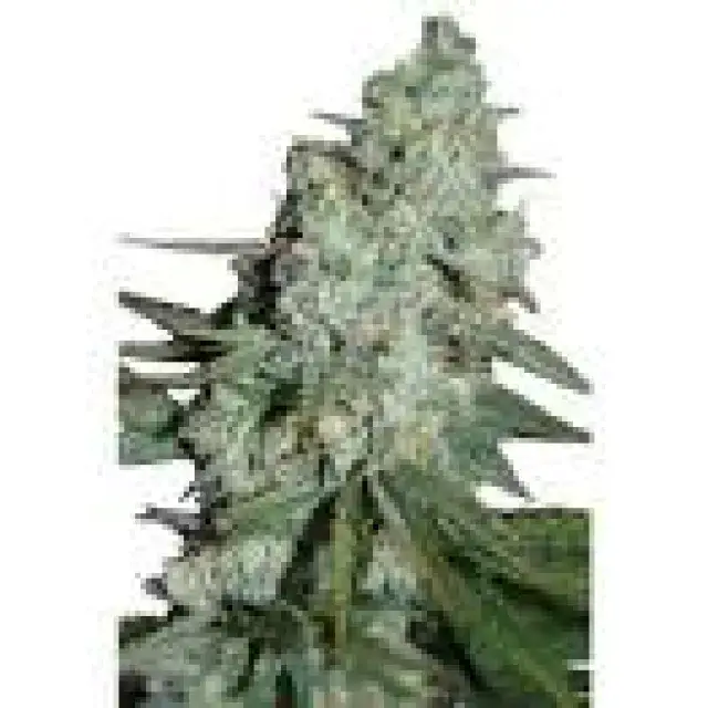 Wonder Skunk Feminised Cannabis Seeds