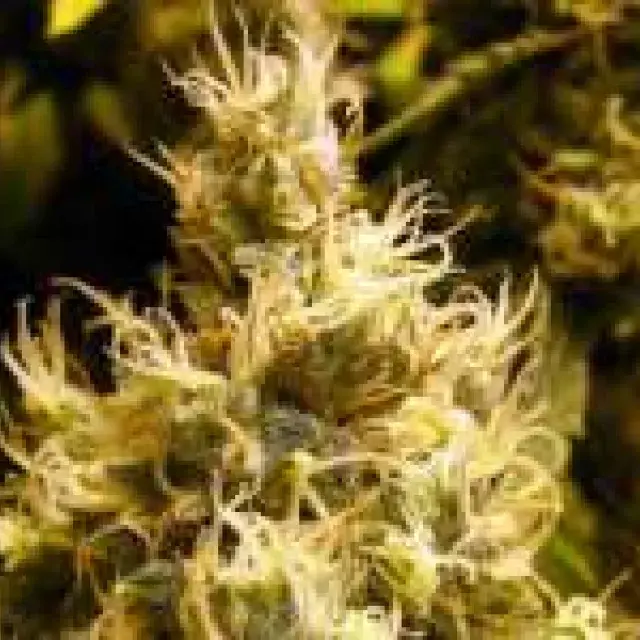 Wonder Woman Feminised Cannabis Seeds | Nirvana 