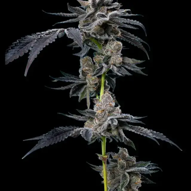 Motor Breath Feminised Cannabis Seeds - Mavericks Seeds.