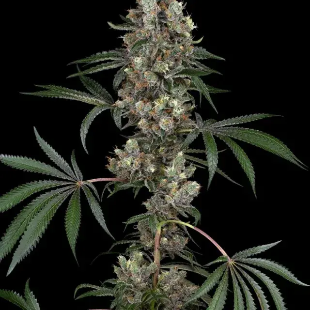 Chemberries Feminised Cannabis Seeds | White Label Seed Company.