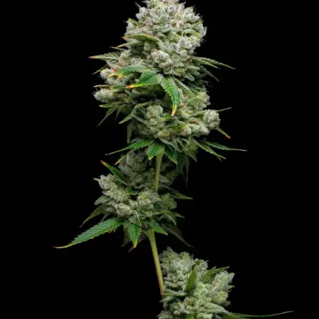 Kiwi x Papaya Feminised Cannabis Seeds - Mavericks Seeds.