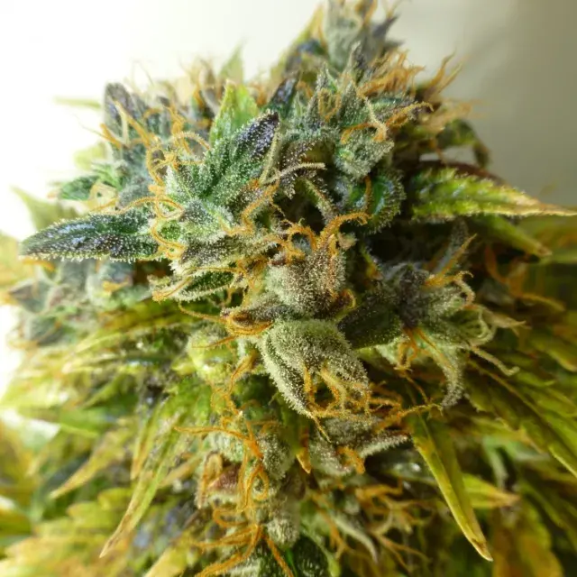 Strawberry Jam Regular Auto Cannabis Seeds | Flash Autos