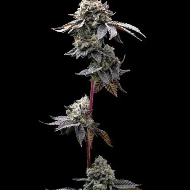 GMO Cookies Feminised Cannabis Seeds | Barney's Farm.