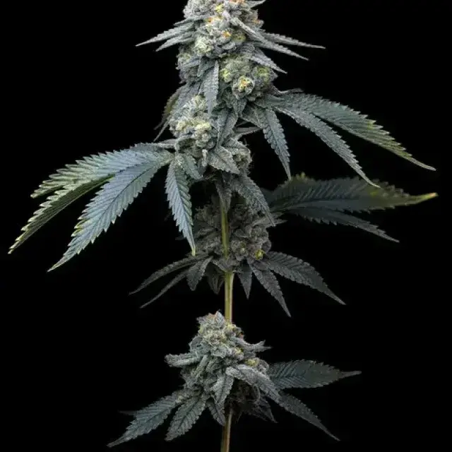 Jealously Feminised Cannabis Seeds | Barney's Farm.