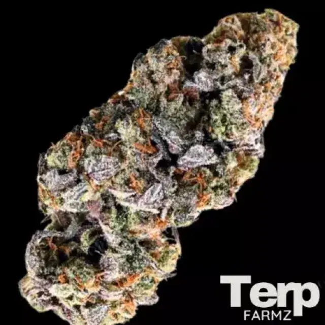 Choc Truffle Auto Feminised Cannabis Seeds- Terp Farmz.