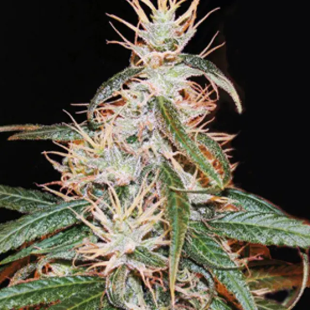Yoruba x Nigerian Hash Plant Cannabis Seeds | Apothecary Genetics Seeds
