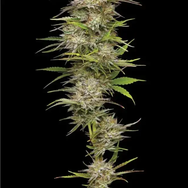 California Haze Feminised Cannabis Seeds | Humboldt Seeds Organisation