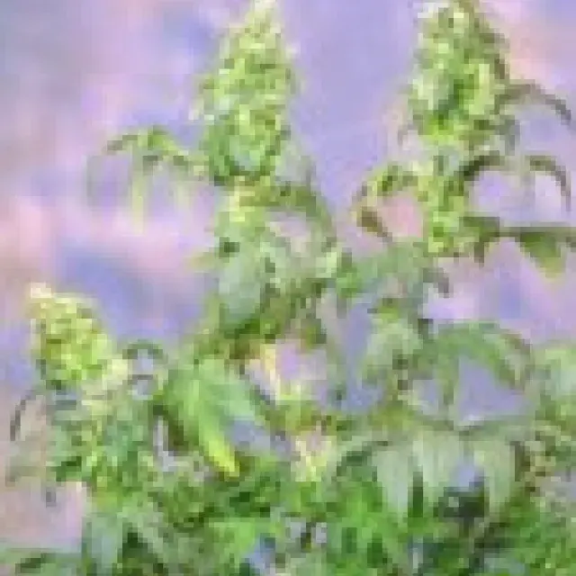 Yumbolt Feminised Cannabis Seeds | Sagarmartha Seeds