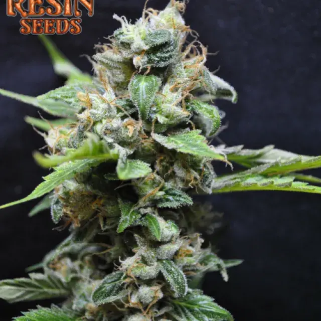 Yummy Feminised Cannabis Seeds | Resin Seeds