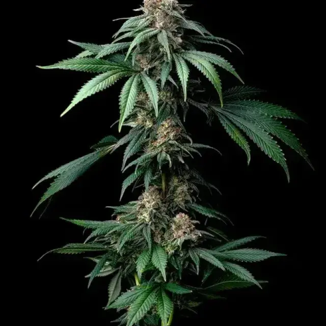 Mendo Breath Feminised Cannabis Seeds | Barney's Farm.