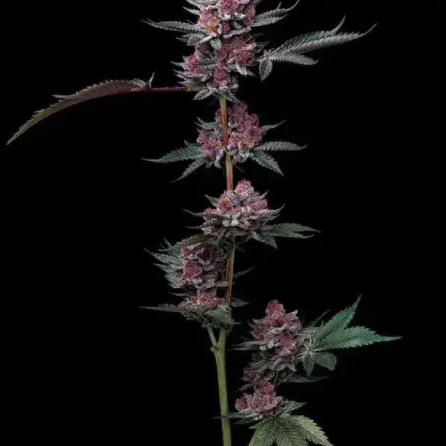 Cherry Poppers Feminised Cannabis Seeds | Barney's Farm.
