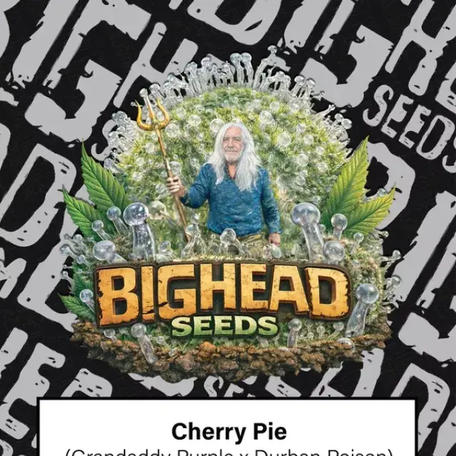 Cherry Pie Feminised Cannabis Seeds | Big Head Seeds 