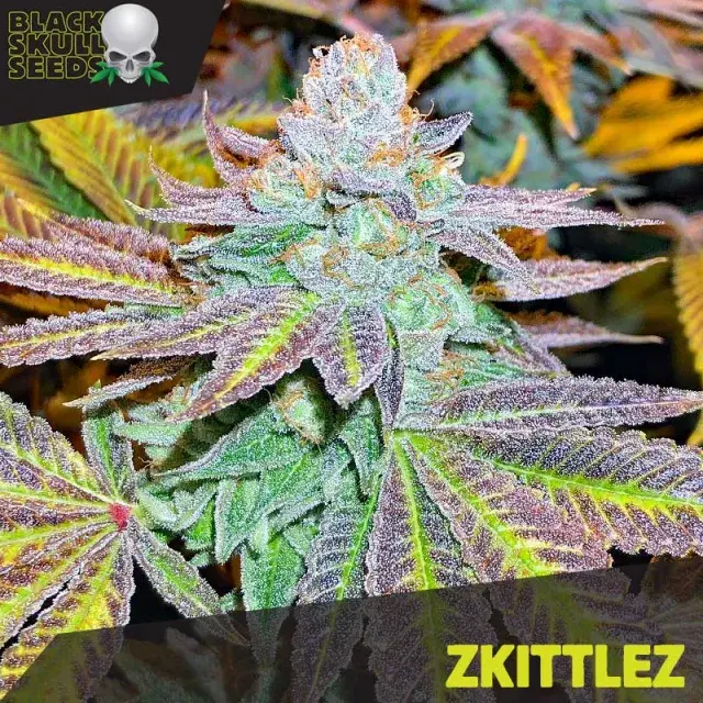 Zkittlez Feminised Cannabis Seeds | Black Skull Seeds