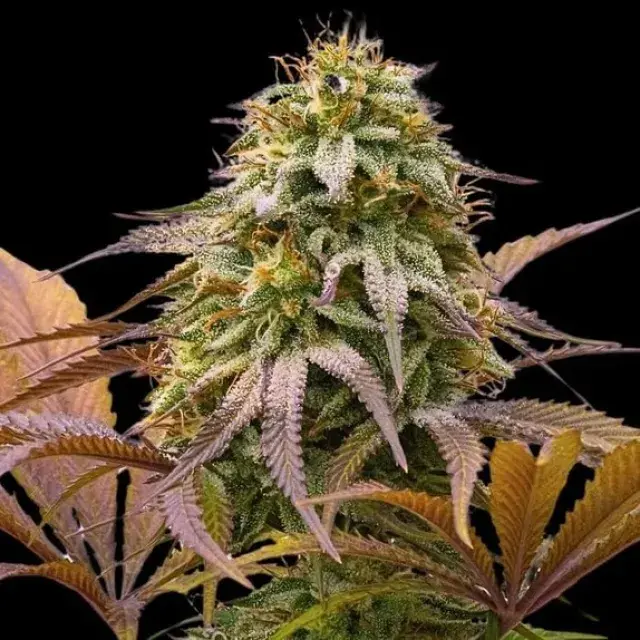 Empire Zoinks Cannabis Seeds – Empire Seeds Bank.