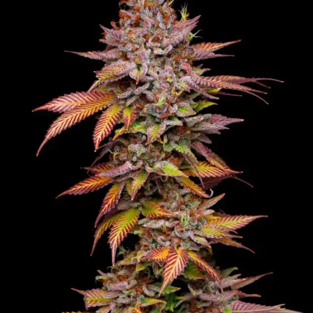 Poison Runtz Feminised Cannabis Seeds - Mavericks Seeds.