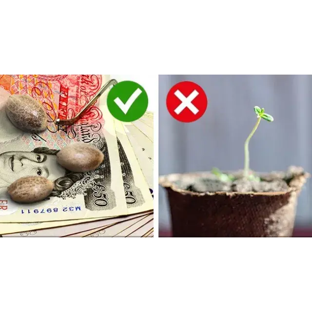 Understanding Cannabis Seeds and UK Law: Essential Insights for 2025 at Discount Cannabis Seeds.